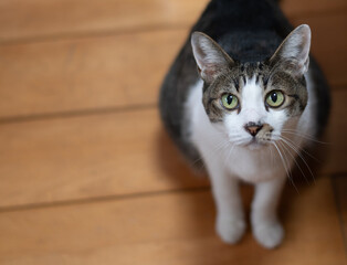 見つめる猫　キジトラ白