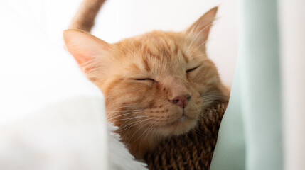 窓辺で眠る可愛い猫　茶トラ猫