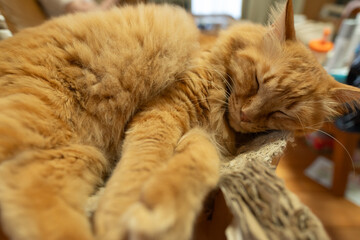眠る猫　茶トラ猫