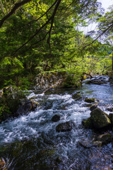 日本の風景・初夏　長野　新緑の上高地　明神池
