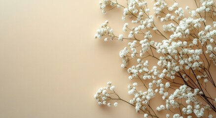 Soft white flowers arranged gracefully on a light peach background for a serene aesthetic