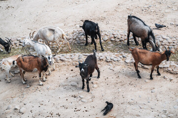 Several goats are walking in the paddock on a summer day