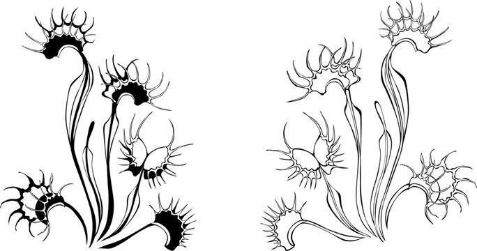 Two, artistically drawn black outline venus flytrap plants on white background. Botanical Illustration.