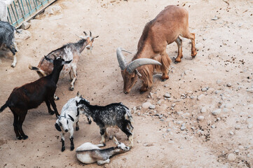 Several goats and a mountain sheep are resting in the zoo pen after feeding a close-up outdoor summer photo