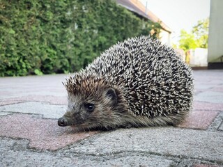 Jeż spacerujący po podwórku, poruszający się po kostce brukowej. To zdjęcie idealnie ukazuje nieoczekiwane spotkania z dziką przyrodą w codziennym, ludzkim środowisku. © Adam