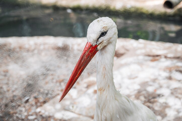 A white stork walks around the zoo. A big white bird in the zoo.