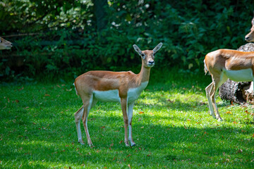 Einblick in die Tierwelt des Augsburger Zoos