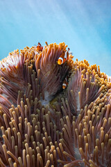 Clown fish living in a sea anemone. Underwater life photos.