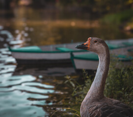 A beautiful goose by the river