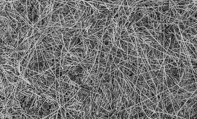 fall gray lying pine needles season background, autumn nature black and white texture of a ground, fallen monochrome pine-needles backdrop