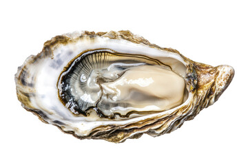 Oyster open top view on transparent background