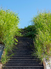 草に覆われた堤防の階段