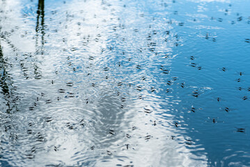 Water strider Gerridae beetles glide along the surface of the water.