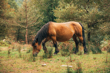 Brown horse grazing in a lush forest