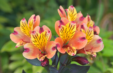Beautiful close-up of alstroemeria aurea