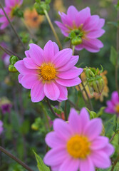 Beautiful close-up of a pink dahlia flower