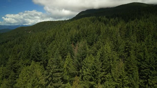 Side to side aerial Drone shot flying close to a forest of conifer green trees on a mountain side slowly going up the mountain closely on a sunny blue sky day with some cloud in Vancouver