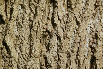 Bark of the quaking aspen, Populus tremula, in summer
