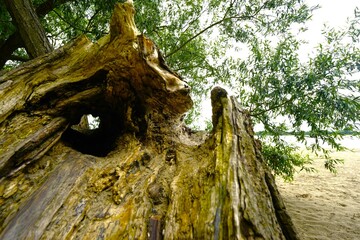 Crooked willow on the banks of the Elbe
