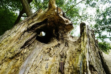 Fototapeta premium Crooked willow on the banks of the Elbe