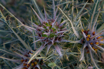 Fototapeta premium Spring artichoke in a roadside plot