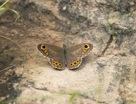 The Common Wall ,Lasiommata schakra