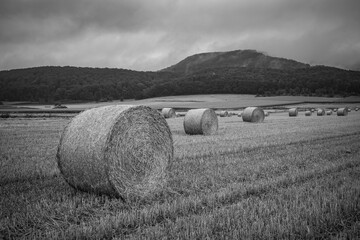 sheafs of hay on the field