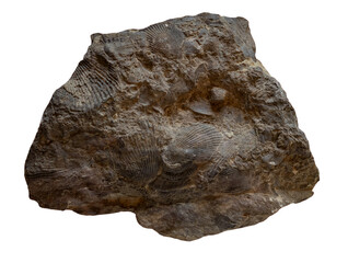 shell  fossil  in the stone on white, isolated © wlad074