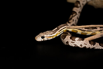 Close-up Corn Snake (Anerythristic) isolated on black background.