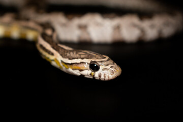 Close-up Corn Snake (Anerythristic) isolated on black background.