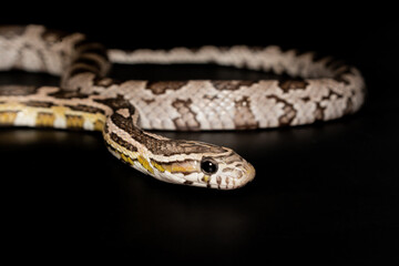 Close-up Corn Snake (Anerythristic) isolated on black background.
