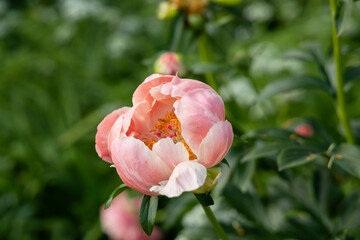 Herbaceous peony Coral charm in flowers garden