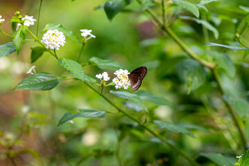 Beautiful Image of a black butterfly on a white lantana flower in green background