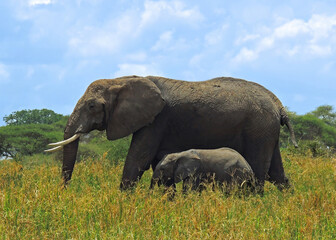  a  mother elephant with her baby, walking in the savanna on a sunny day  on safari  in tarangire...