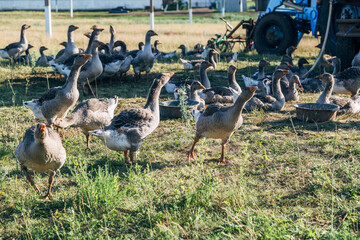 Domestic gray geese on a meadow. Gray Geese in the grass, domestic bird, flock of geese