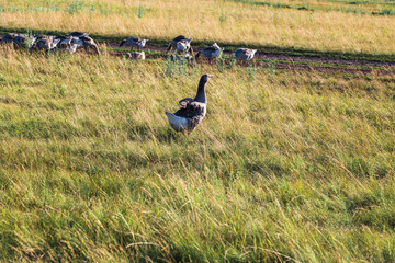 Domestic gray geese on a meadow. Gray Geese in the grass, domestic bird, flock of geese