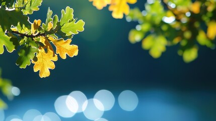 Obraz premium Oak Leaves: Detailed Close-Up of Robust, Green Oak Leaves Showcasing Their Distinctive Lobed Shape and Vein Patterns. Ideal for Nature Studies, Botanical Illustrations