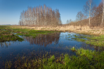 Fototapeta premium Water in the meadow and trees on the horizon, March day, eastern Poland