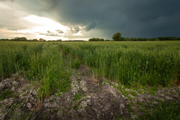 Stormy dark cloud and glare from the sun over a field with growing grain
