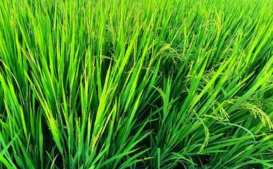 Rice plants with bright green leaves and already starting to bear bright fruit fill the frame. Agricultural crops