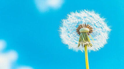 Fototapeta premium A dandelion, with its fluffy seeds floating on the wind, against a bright blue sky. There's plenty of room for adding your own words or images.