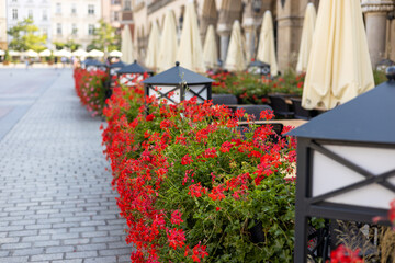 Beautiful red hybrid ivy-leaf geranium flowers Pelargonium peltatum on flowerbed. Terrace with flowers in pots. Decorative street lamps decorating a summer terrace