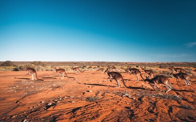 Fototapeta premium Outback Landscape with Kangaroos: Vast Australian Scene with Open Space