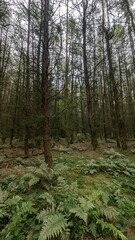 Forest and Ferns
