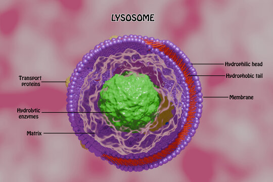 Lysosome