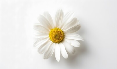 One white daisy flower isolated on white background. Flat lay, top view. Floral pattern, object. 