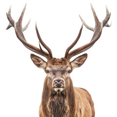 Majestic Stag with Grand Antlers on Clear Background: A stunning portrayal of nature's regal beauty, highlighting every exquisite detail.