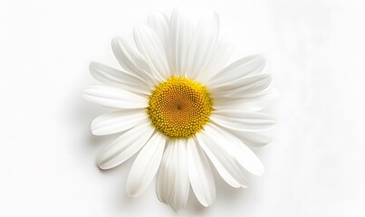 One white daisy flower isolated on white background. Flat lay, top view. Floral pattern, object. 