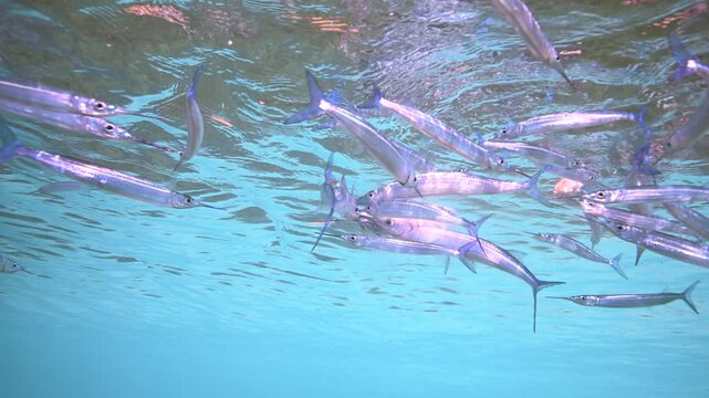 Crocodile needle fish swimming above shallow coral reef - Schooling crocodile needle fish underwater