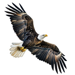 Obraz premium Majestic Eagle in Flight with Outstretched Wings - Transparent Background
